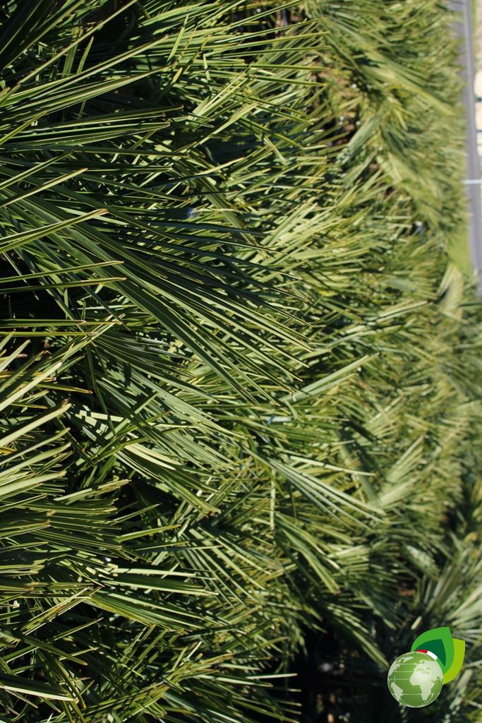 chamerops excelsa a 3 tronchi ciotola h.tronco50 effetto