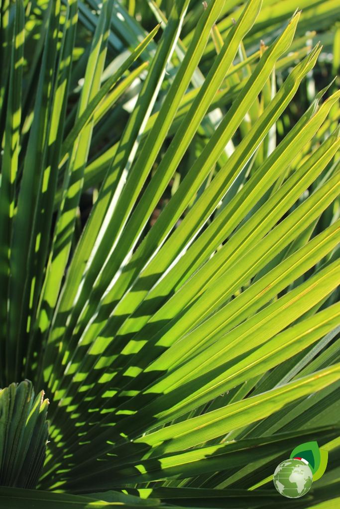 chamerops excelsa h.tronco 40 v.40 effetto