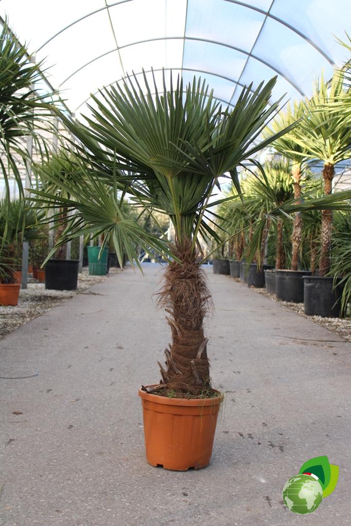 chamerops excelsa v.33 h. tronco 80 cm
