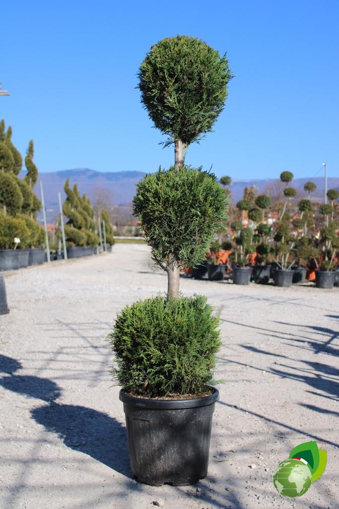 cupressocyparis leylandii a 3 palle v.40 h.150