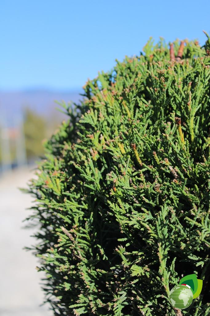 cupressocyparis leylandii a 3 palle v.40 h.150 dettaglio