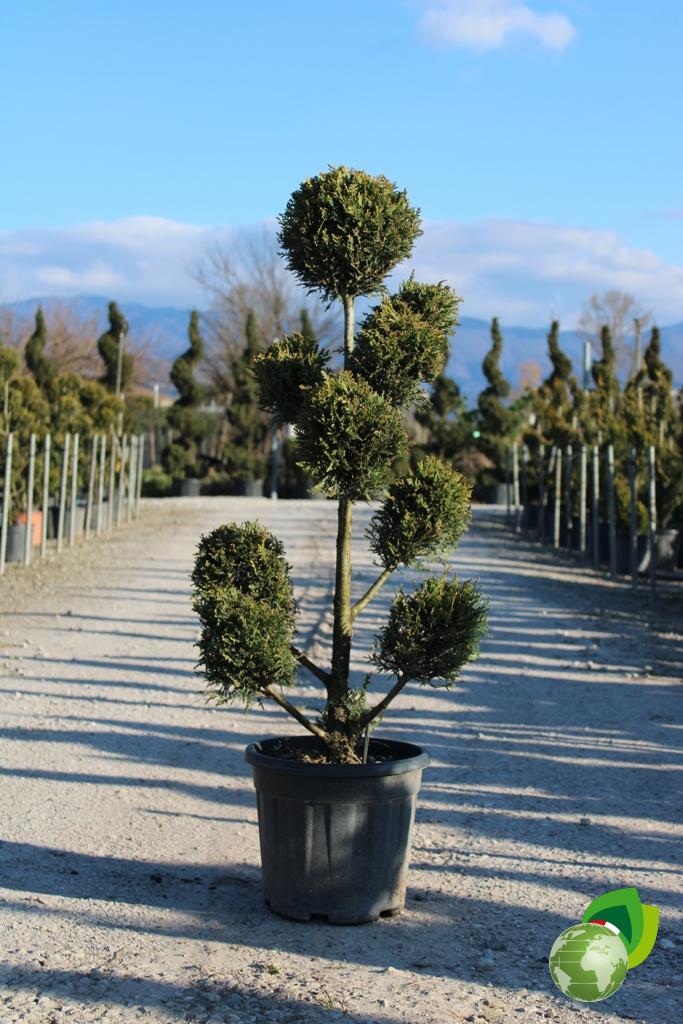 cupressocyparis leylandii castelewellan gold a pon pon v.40