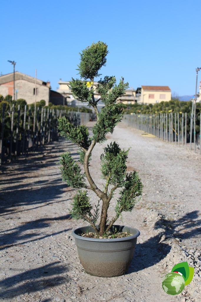 cupressocyparis leylandii castlewellan gold a bonsai ciotola
