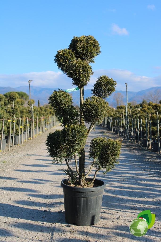 cupressocyparis leylandii castlewellan gold a pon pon h.130-150