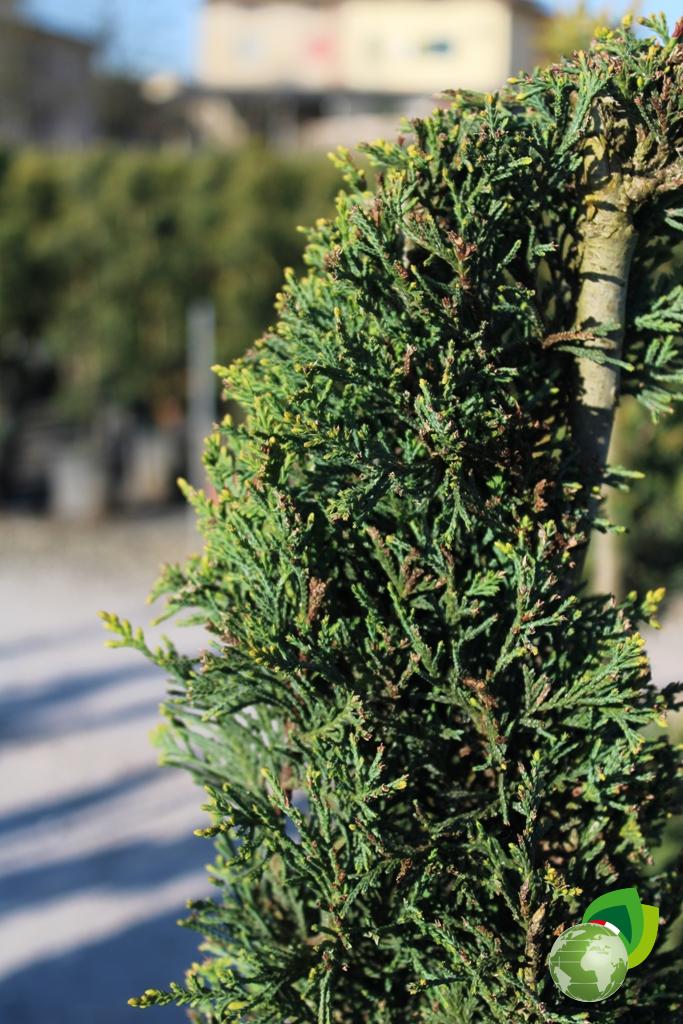 cupressocyparis leylandii castlewellan gold a spirale v.33 dettaglio