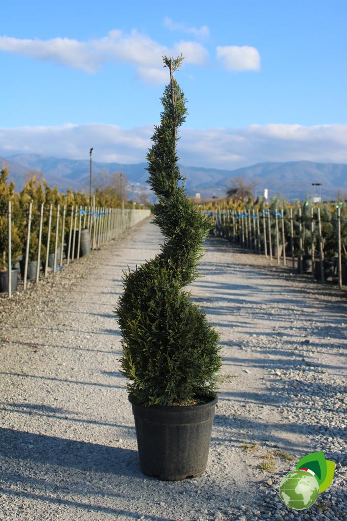 cupressocyparis leylandii gold a spirale v.30