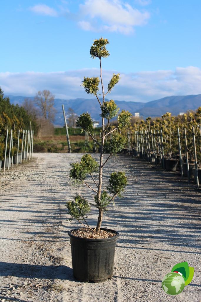 cupressocyparis leylandii gold rider a pon pon v.30