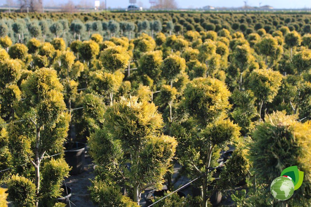cupressocyparis leylandii gold rider v.30 effetto