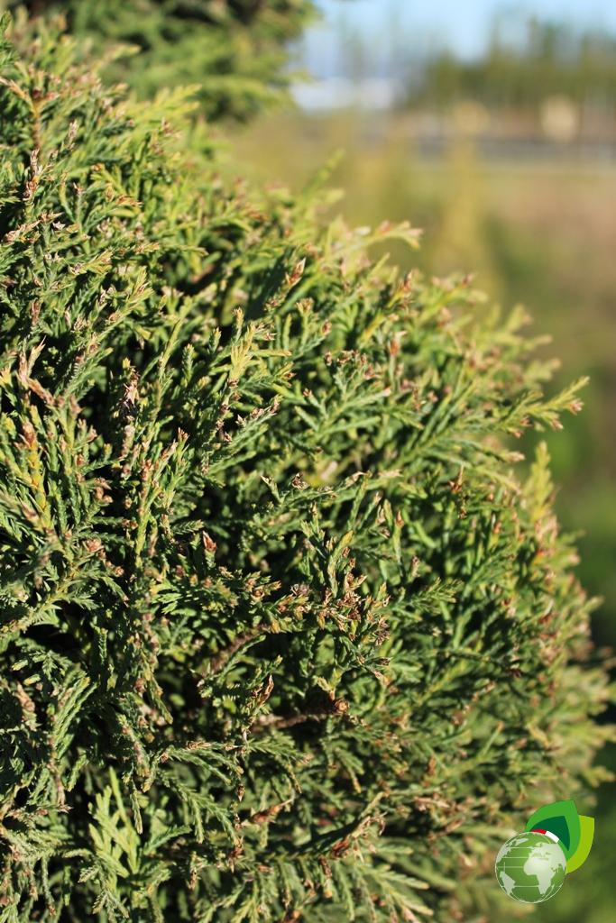 cupressocyparis leylandii pyramidalis a fiammifero+spirale v.40 degglio 1