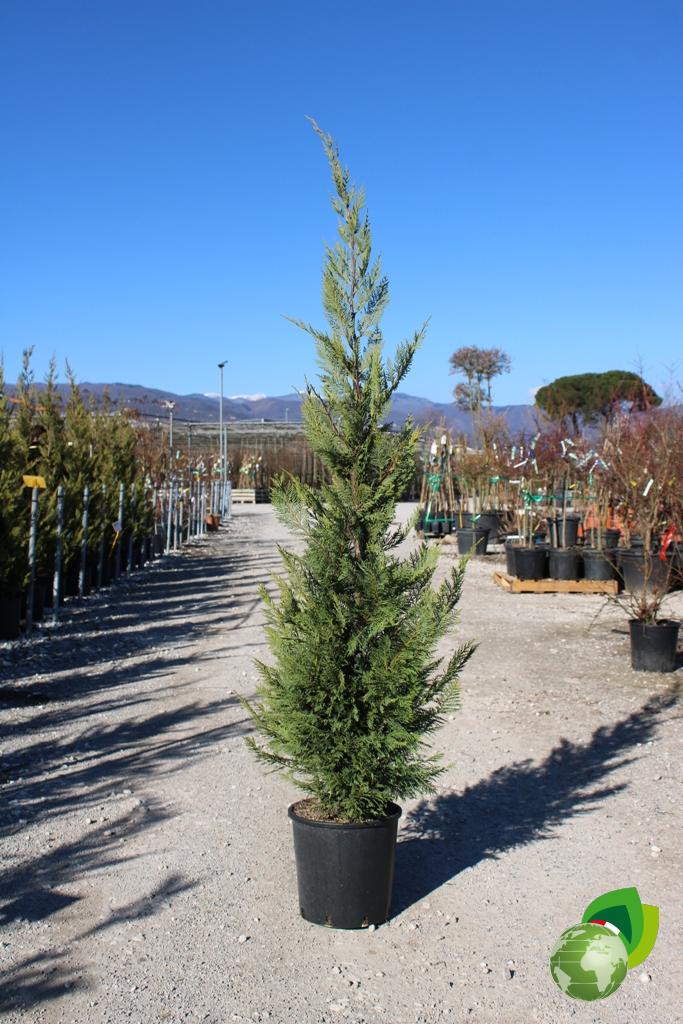 cupressocyparis leylandii v.25 h.175