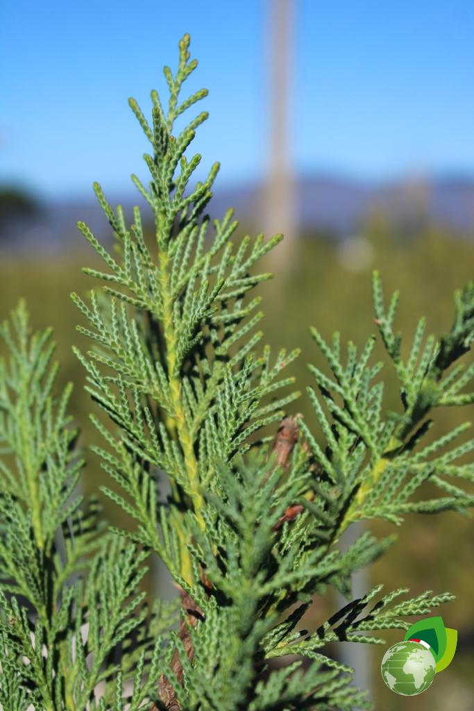 cupressocyparis leylandii v.45 h.250 dettaglio