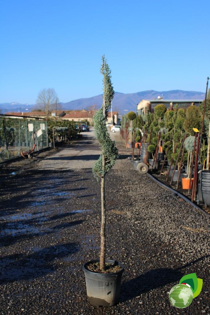 cupressus arizonica fastigiata a fiammifero + spirale v.33