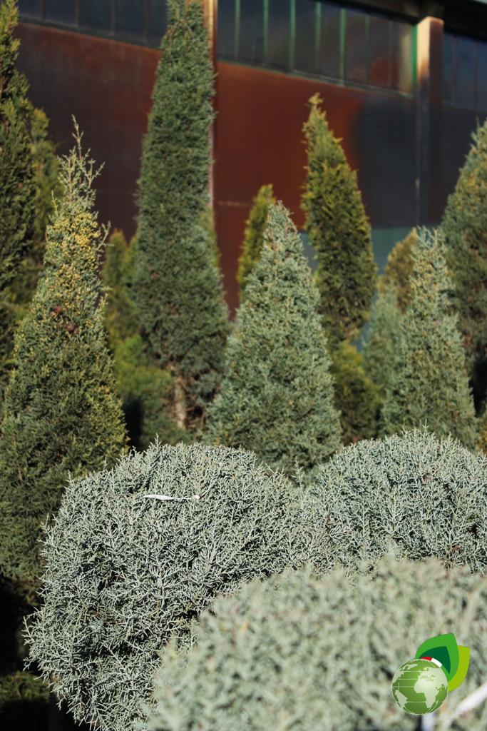 cupressus arizonica fastigiata a fiammifero v.33 effetto