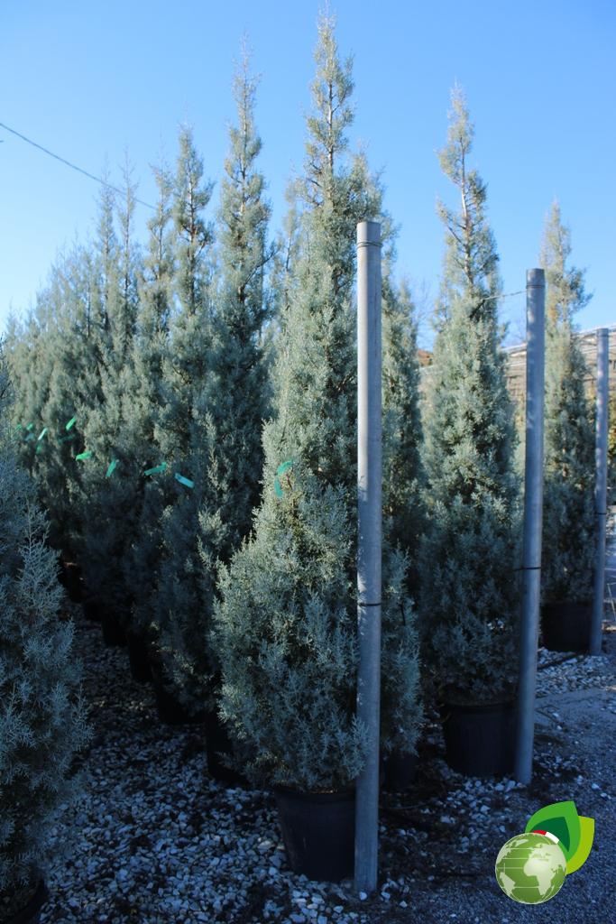cupressus arizonica fastigiata h.300 v.45