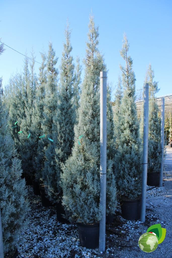 cupressus arizonica fastigiata h.300 v.45 effetto