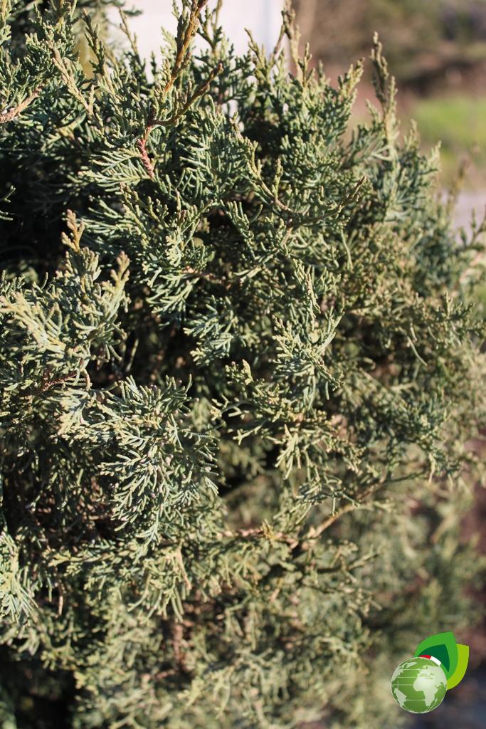 cupressus sempervirens agrimed a spirale v.40 dettaglio