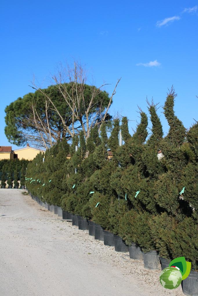 cupressus sempervirens agrimed a spirale v.40 effetto 3