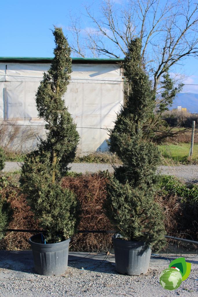 cupressus sempervirens agrimed a spirale v.40