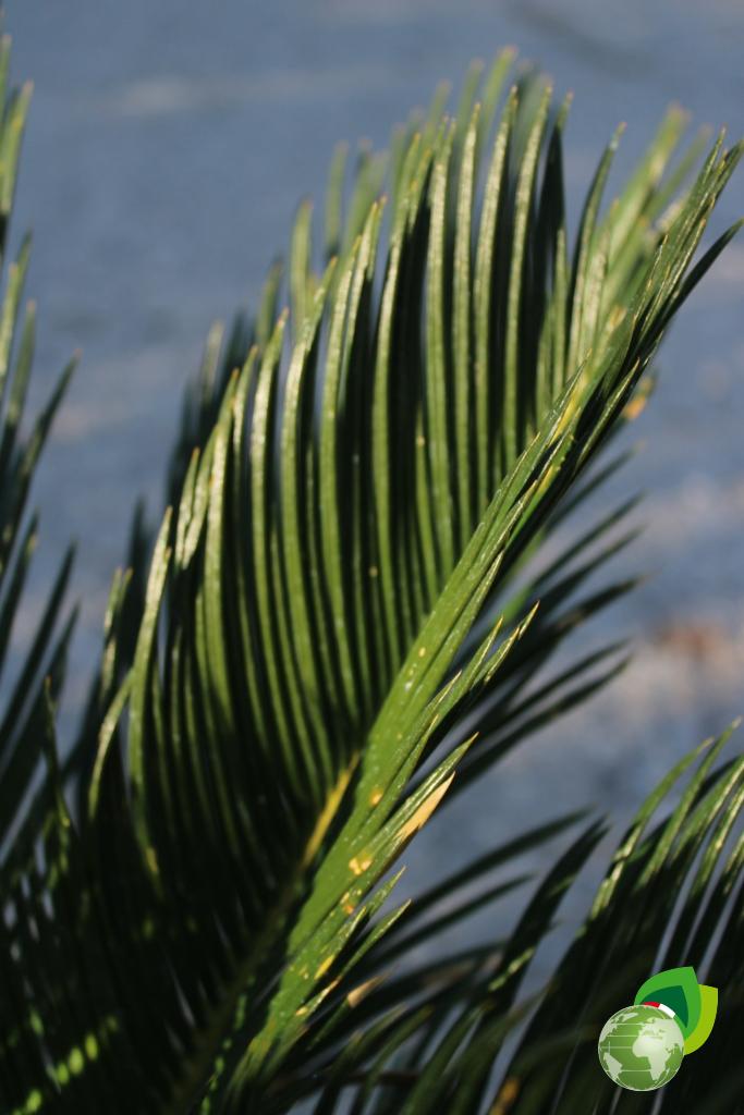 cycas v.20 dettaglio