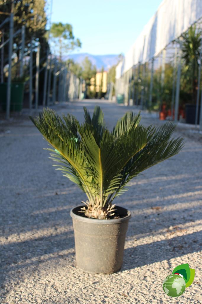 cycas v.20
