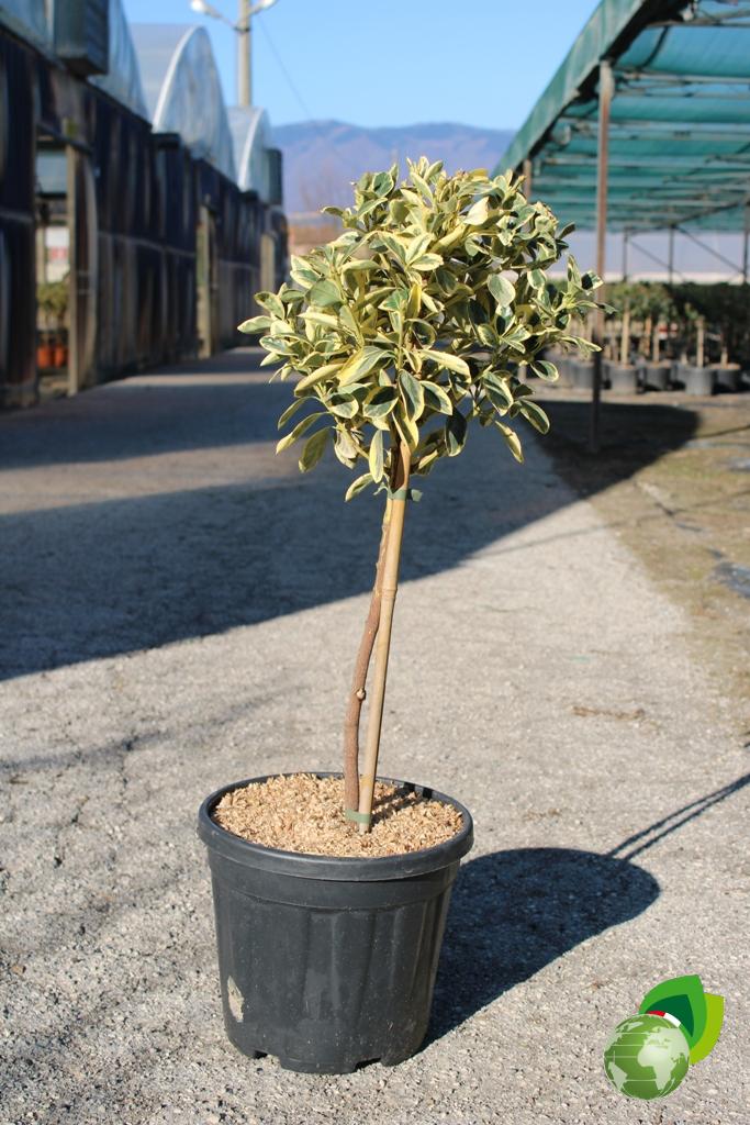 euonymus bravo a 1_4 fusto v.40