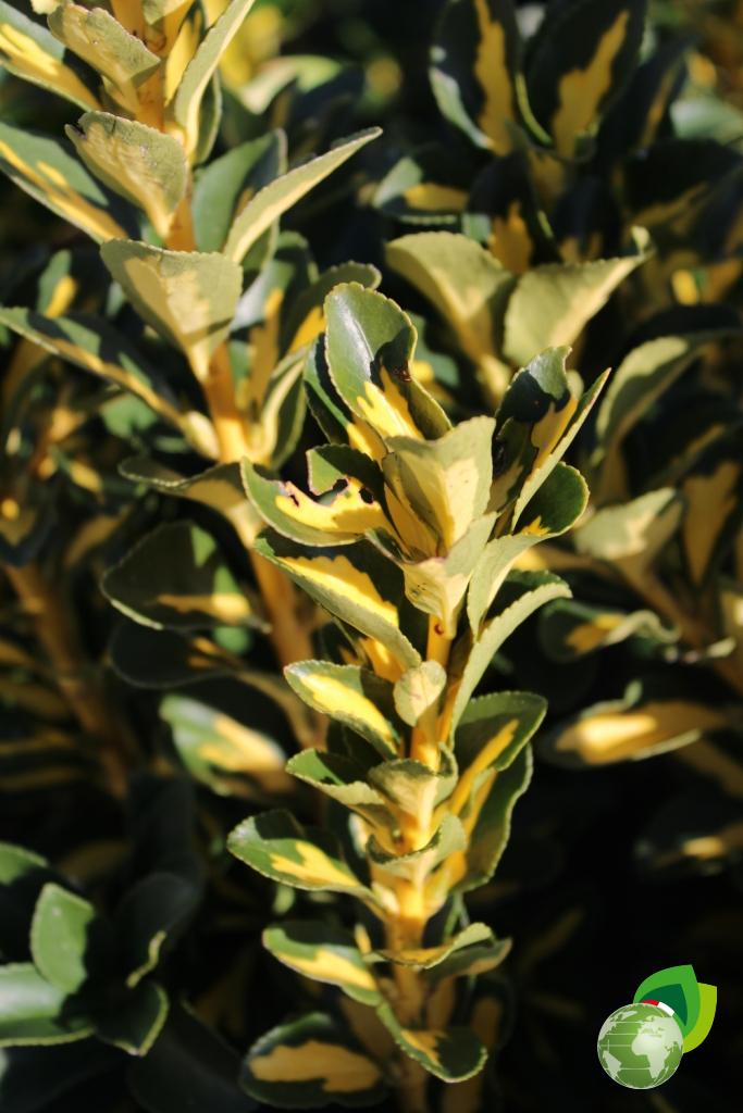 euonymus japonicum aureopictus livornese v.24 dettaglio