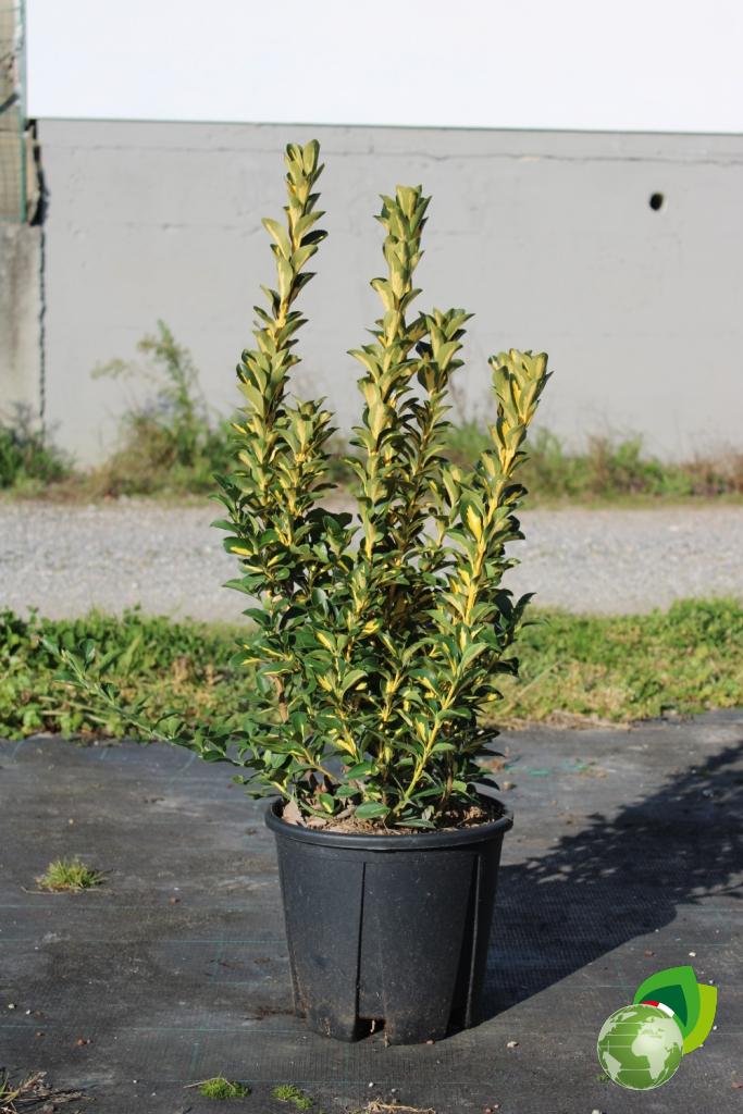 euonymus japonicum aureopictus livornese v.24
