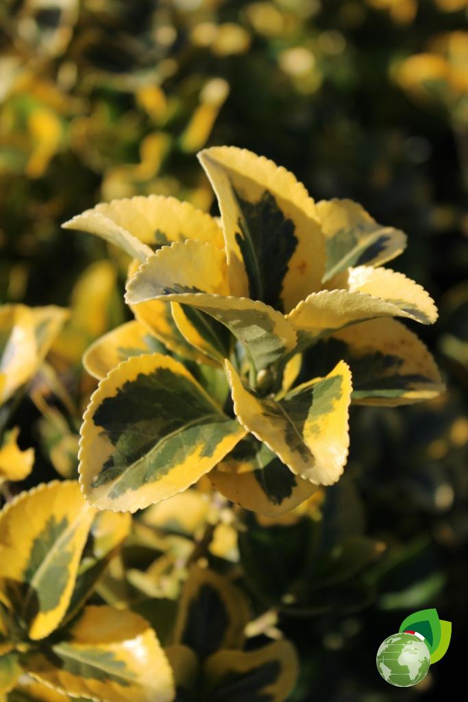 euonymus japonicum elegant aureus v.24 dettaglio