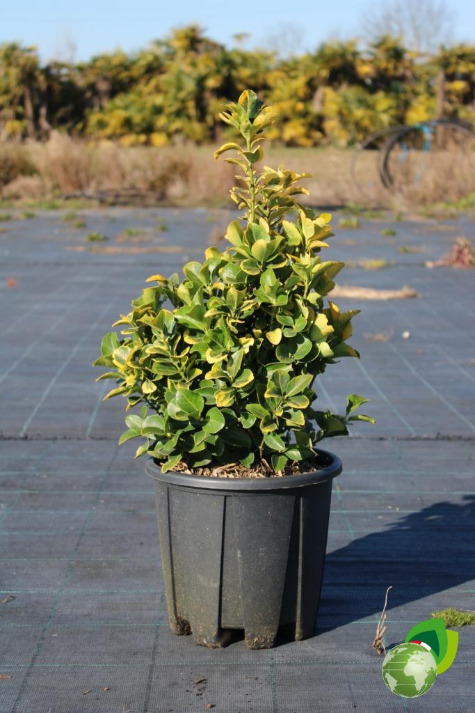 euonymus japonicum elegant aureus v.24