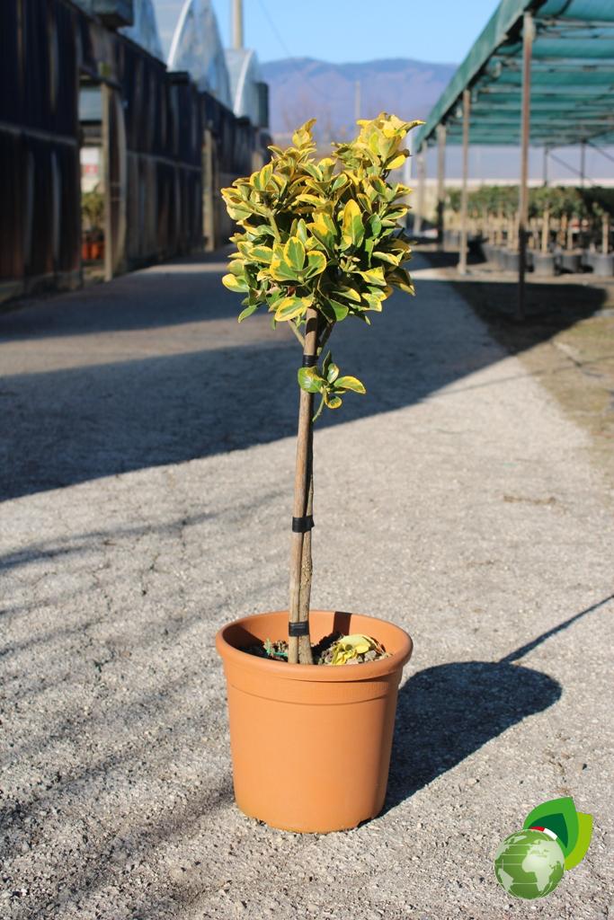 euonymus japonicus aurea a 1_4 fusto v.33