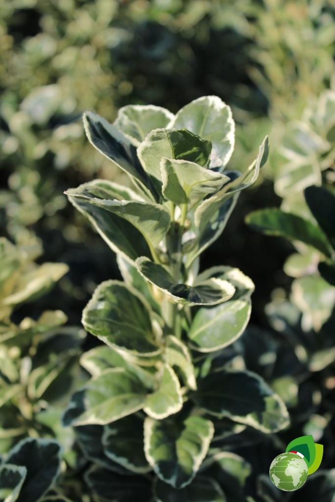 euonymus japonicus kathy v.24 dettaglio