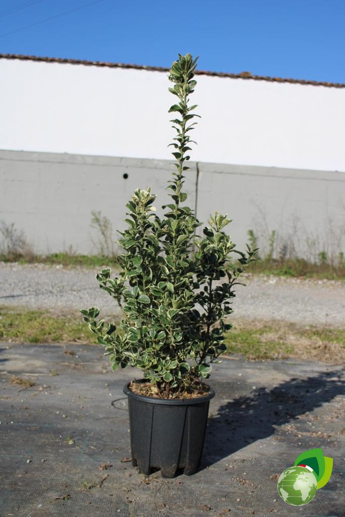 euonymus japonicus kathy v.24