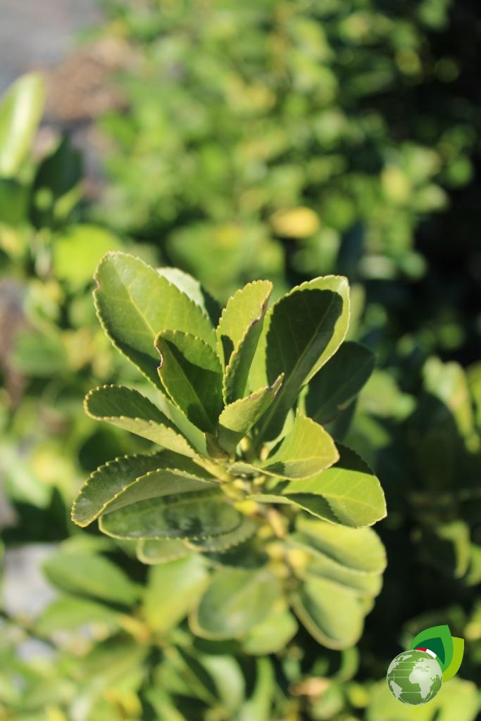 euonymus japonicus v.24 dettaglio