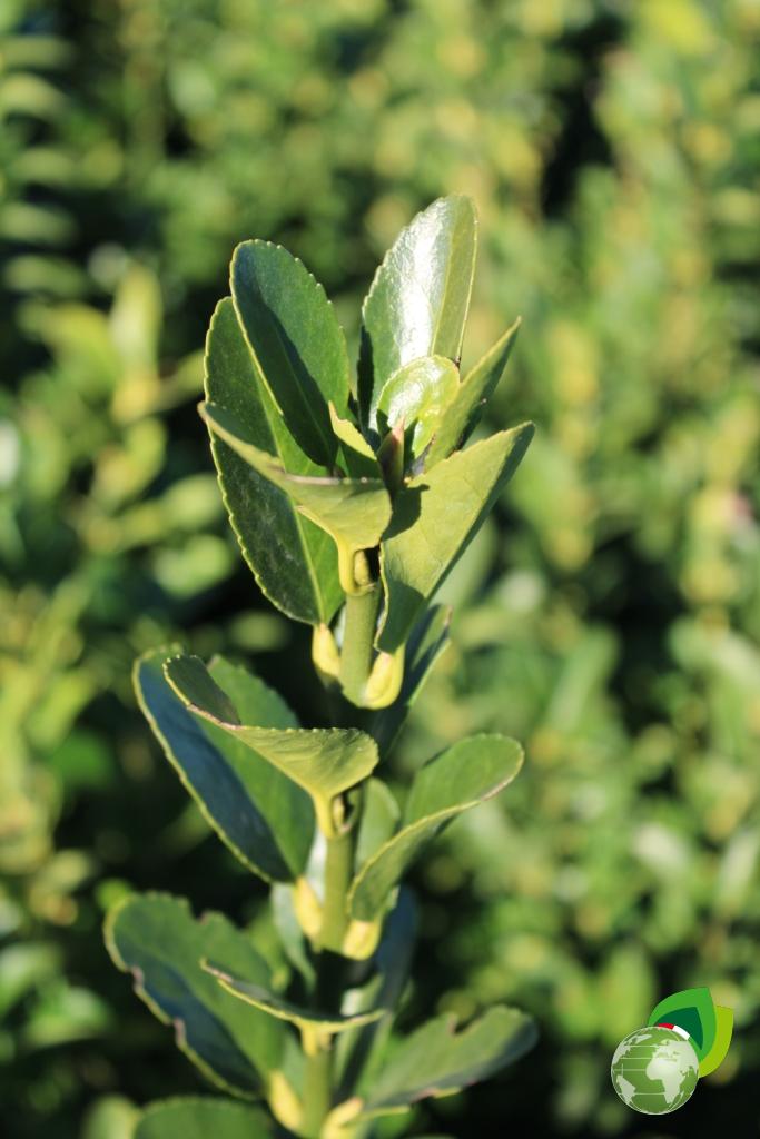 euonymus japonicus v.24 dettaglio 1