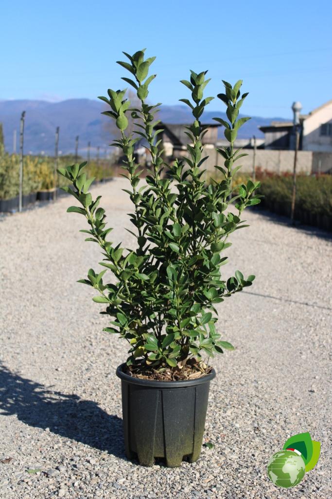 euonymus japonicus v.24