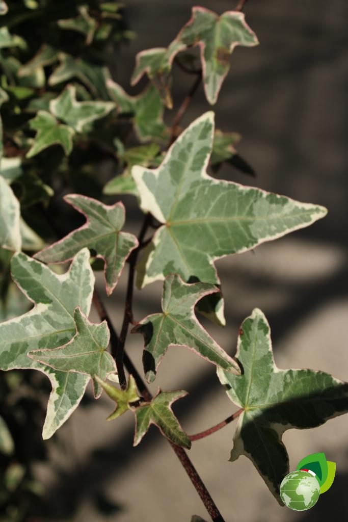 hedera helix variegata v.24 dettaglio