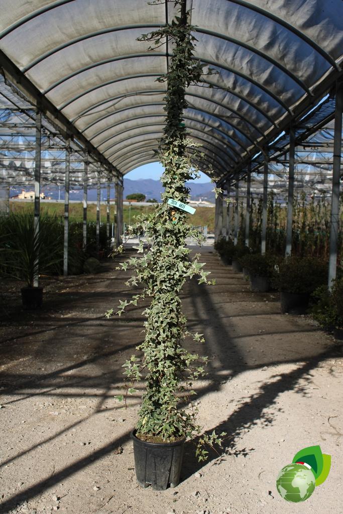 hedera helix variegata v.24 h.200
