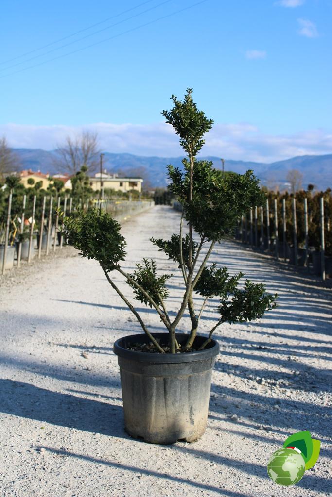 ilex crenata dark green a pon pon v.40 1