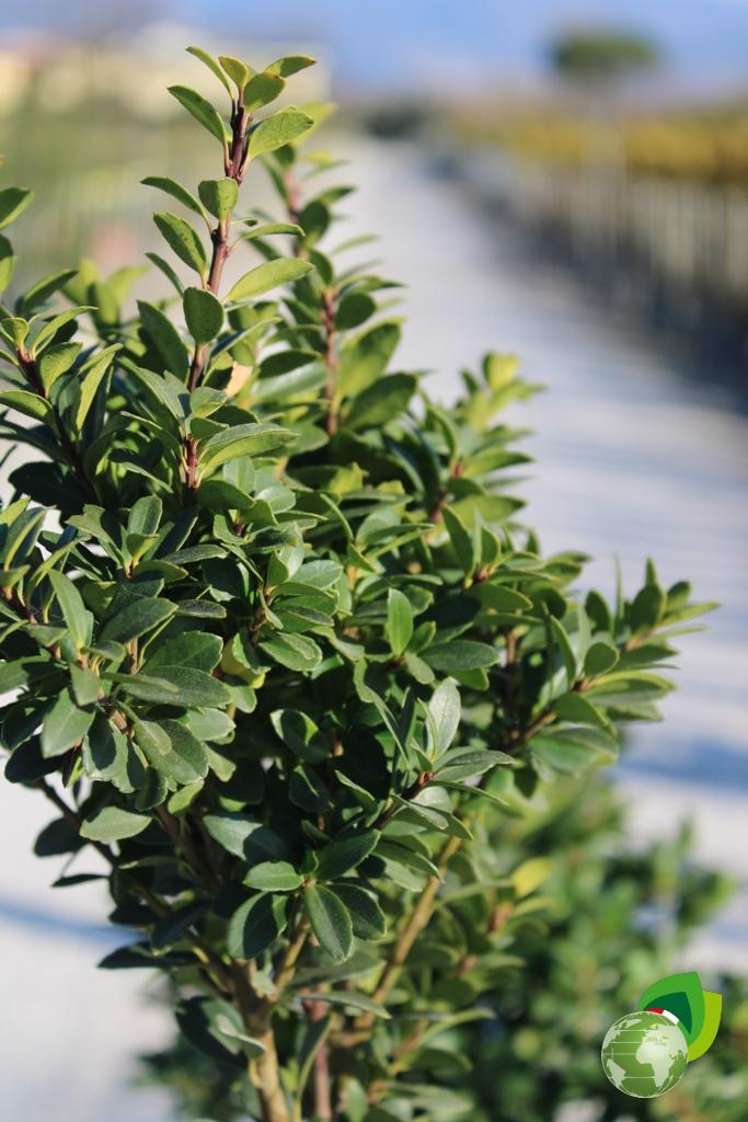 ilex crenata dark green a pon pon v.40 dettaglio