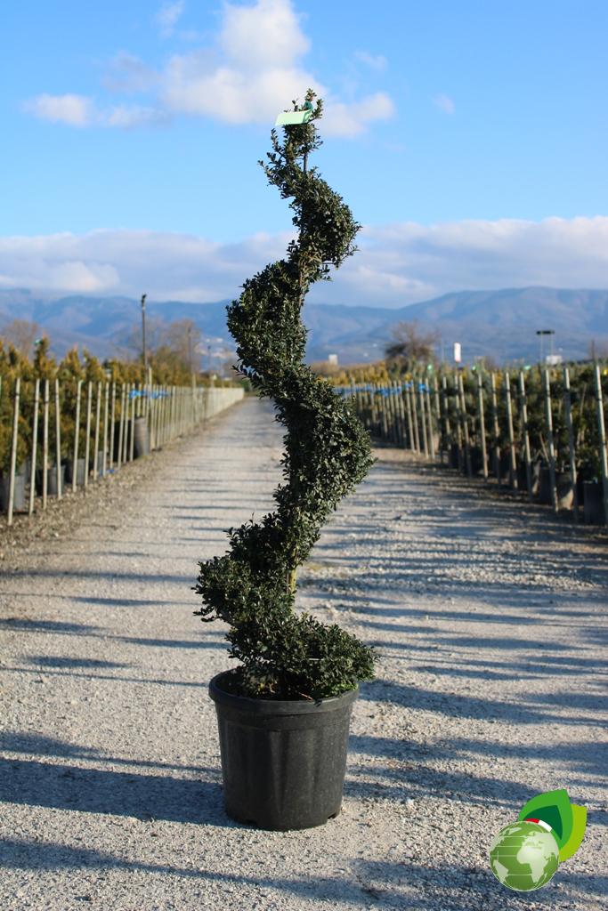 ilex crenata kinme a spirale v.30 1