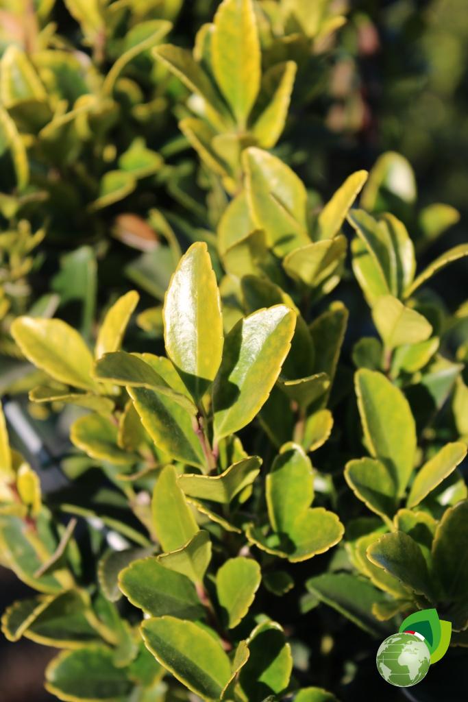 ilex crenata kinme a spirale v.30 dettaglio 2