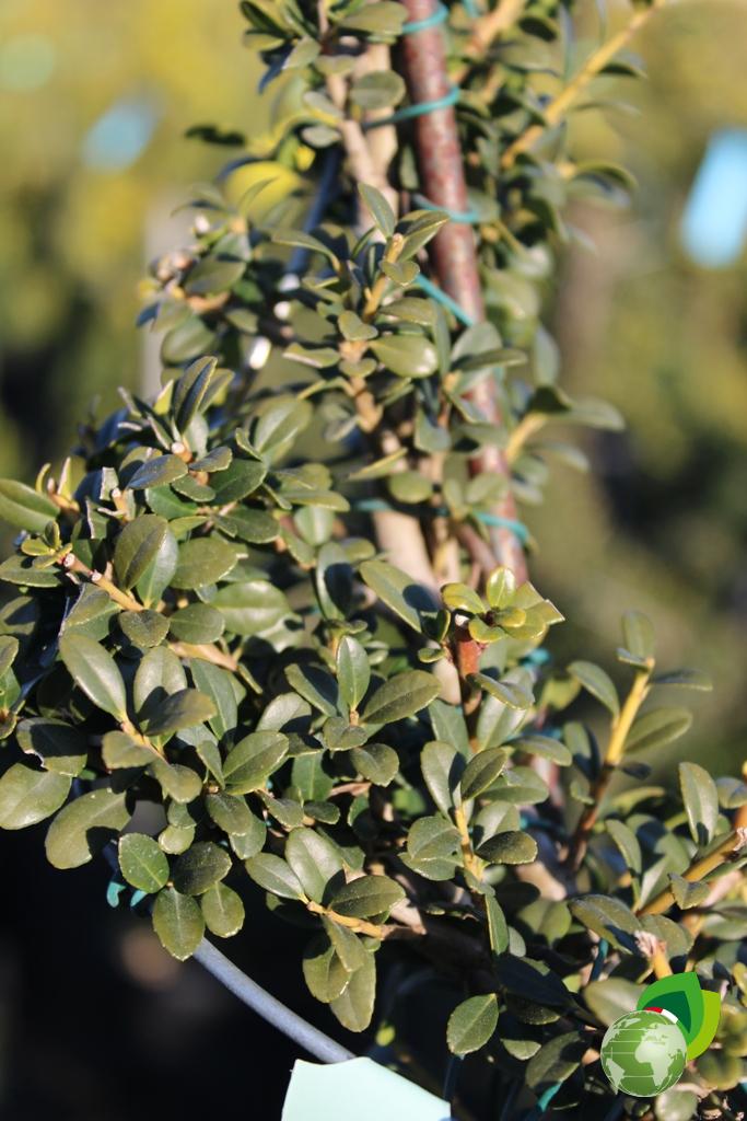 ilex crenata kinme a spirale v.30 dettaglio 3