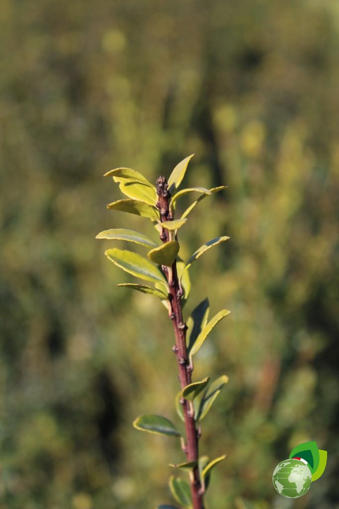 ilex maximowicziana kanehirae v.24 dettaglio