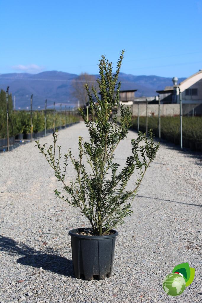 ilex maximowicziana kanehirae v.24