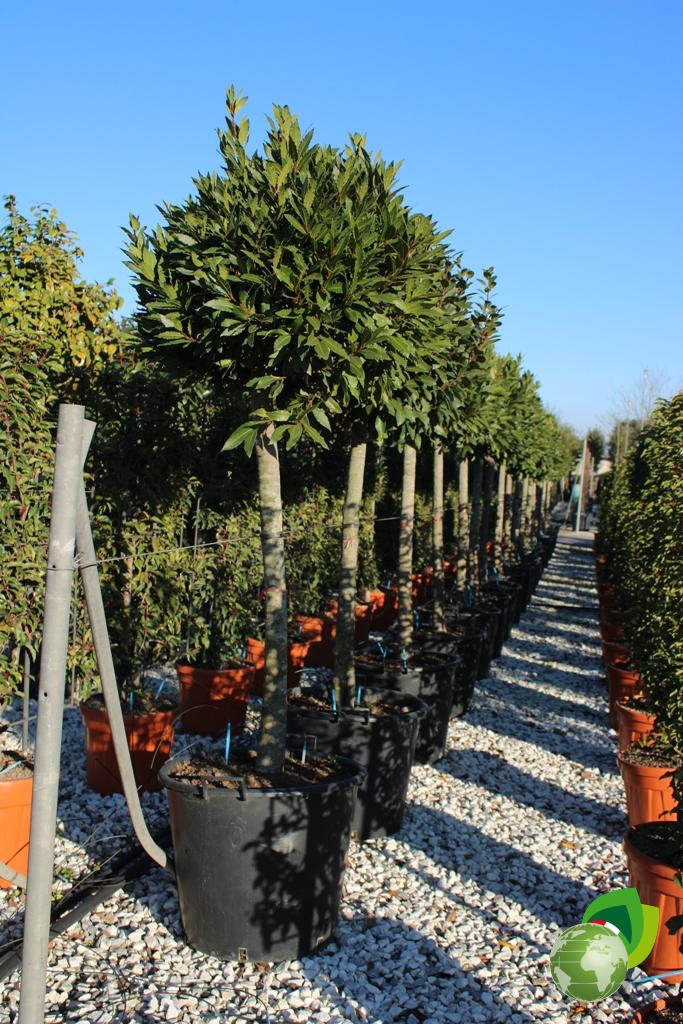laurus nobilis a alberetto v. 50
