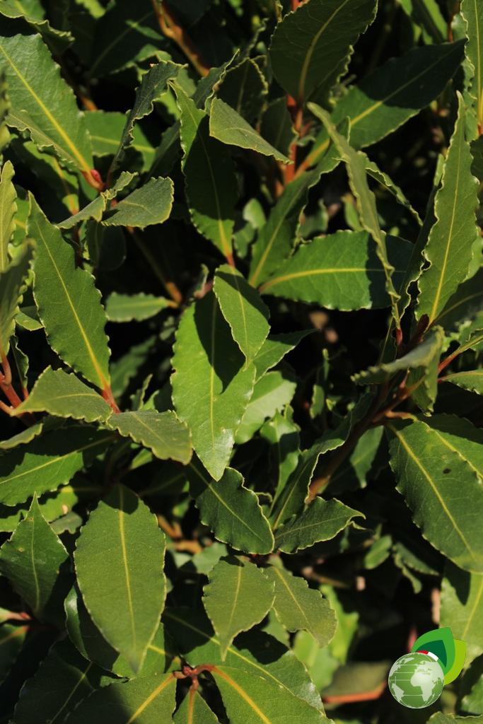 laurus nobilis a alberetto v.50 dettaglio