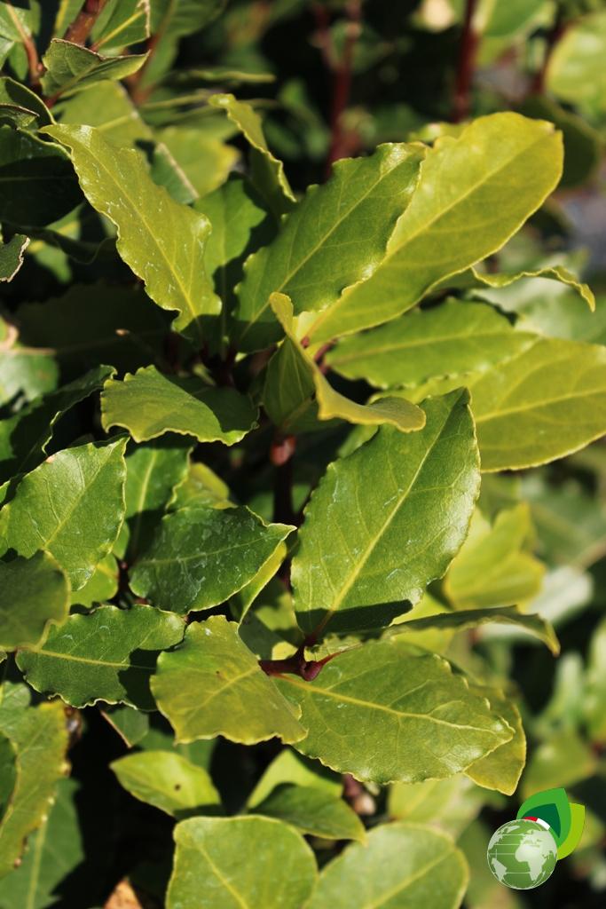 laurus nobilis a cono v.60 h.250 dettaglio