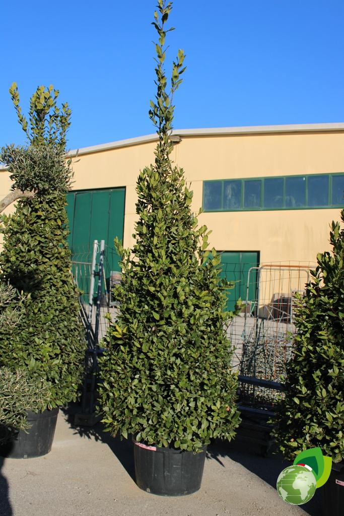 laurus nobilis a cono v.60 h.250