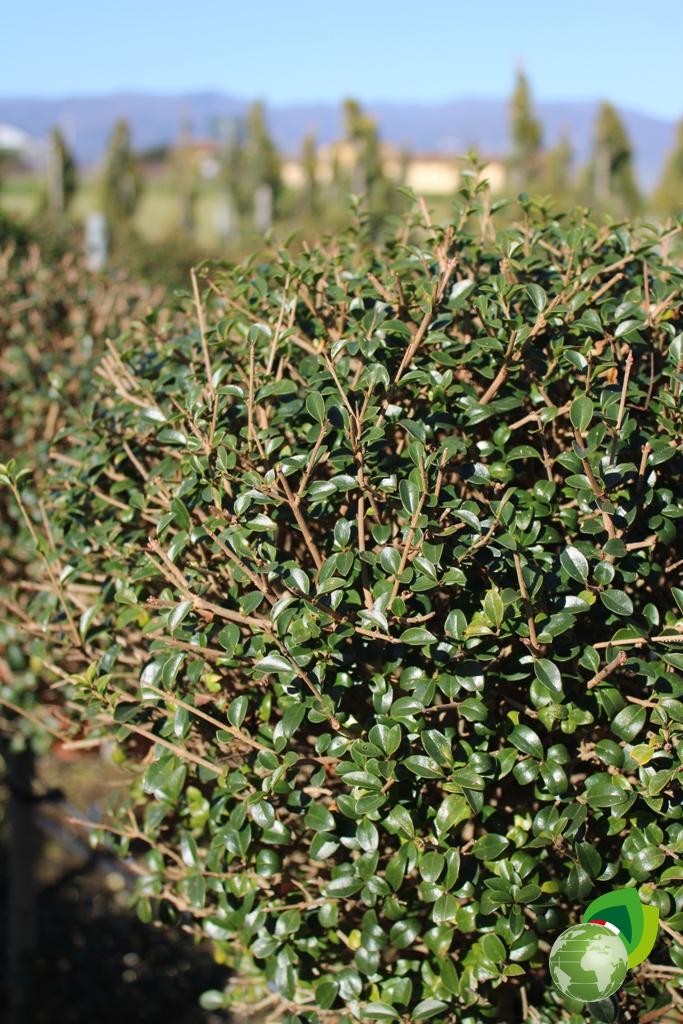 ligustrum jonandrum a 2 tronchi v.33 dettaglio