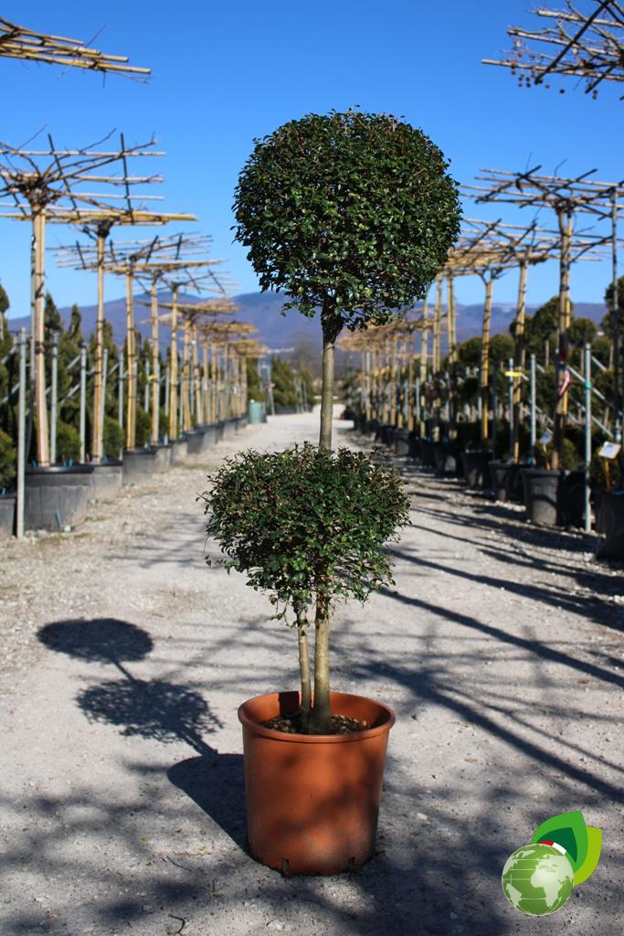 ligustrum jonandrum a 2 tronchi v.33
